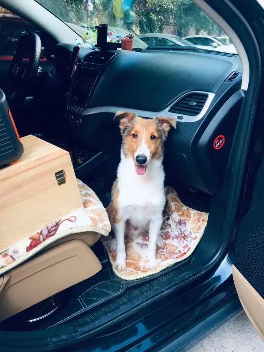 58歲的她，自駕房車旅居，一人兩犬，活成了自己喜歡的樣子